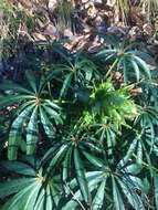 Plancia ëd Helleborus foetidus L.