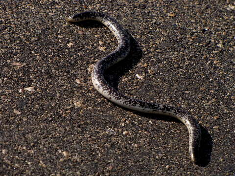 Image of Afrotyphlops schlegelii schlegelii (Bianconi 1849)