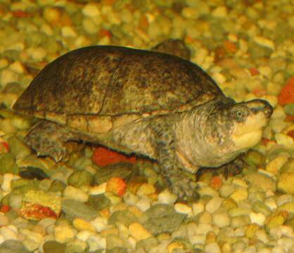 Image of Common Musk Turtle