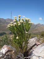 Image of Pointy Blombush