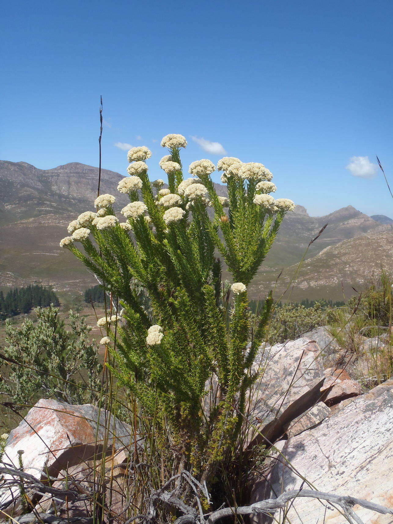 Image of Pointy Blombush