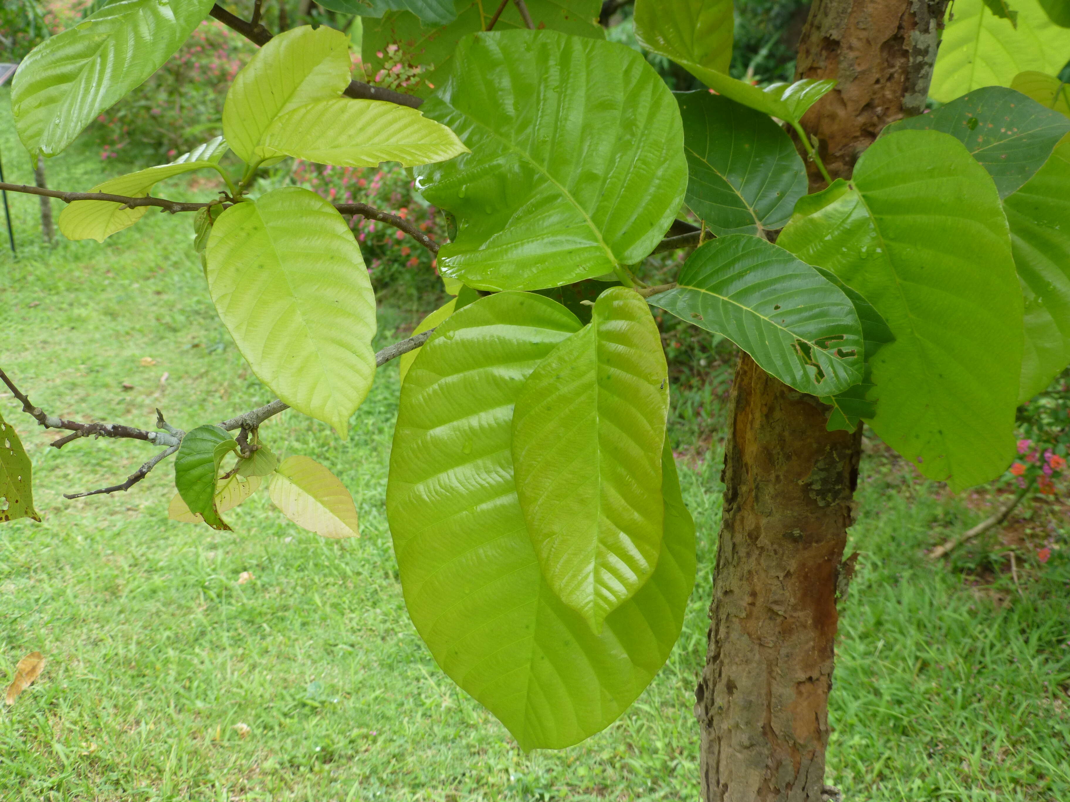 Image of sal tree