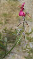 Image of Indigofera meyeriana Eckl. & Zeyh.