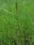 Image of knotgrass