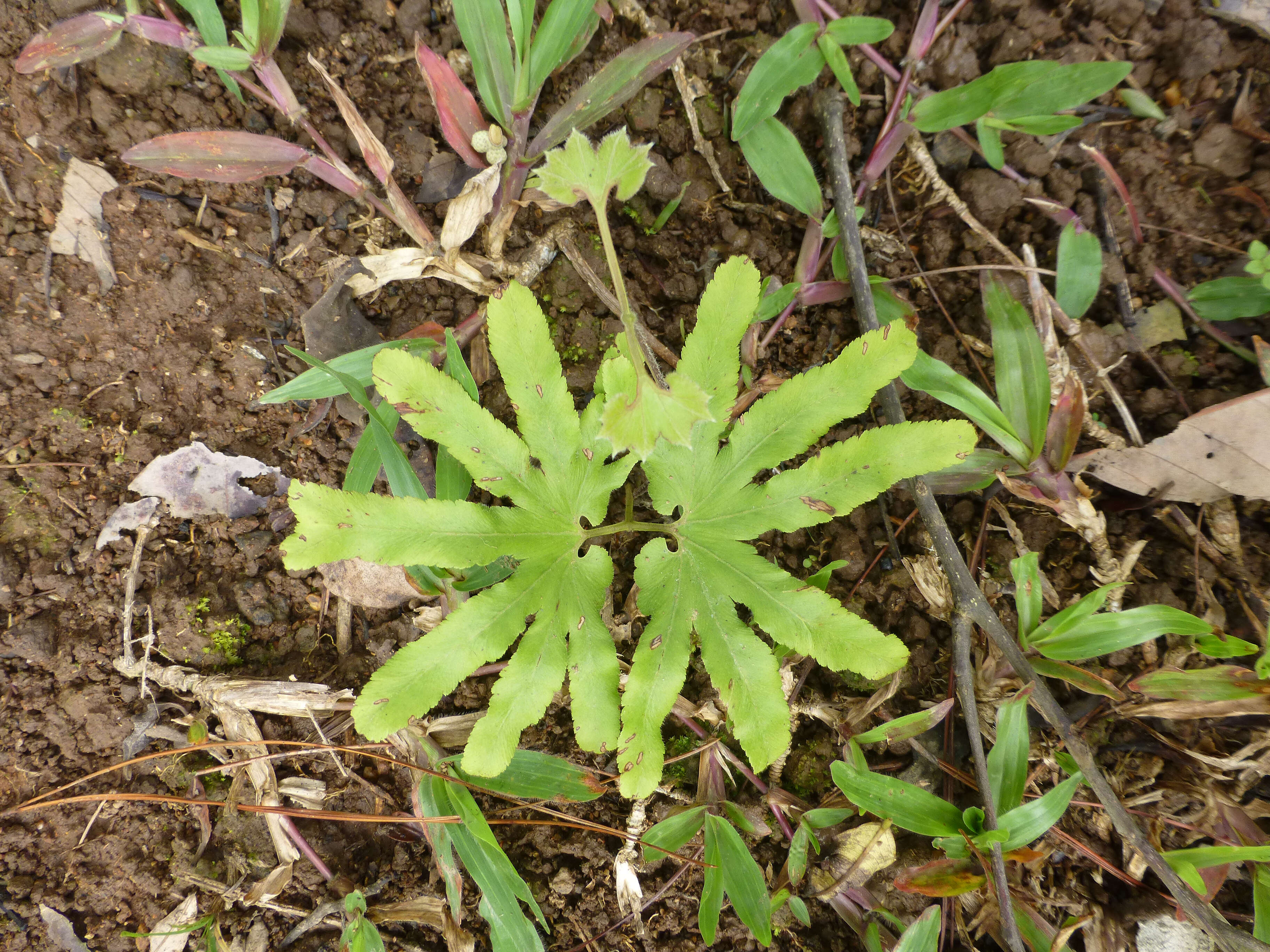 Image of climbing ferns