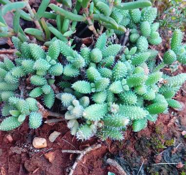 Image of Delosperma echinatum (Lam.) Schwant.