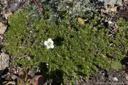 Plancia ëd Cherleria obtusiloba (Rydb.) A. J. Moore & Dillenb.