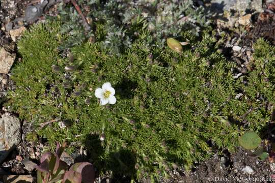 Imagem de Cherleria obtusiloba (Rydb.) A. J. Moore & Dillenb.