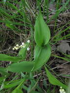 Image of convallaria