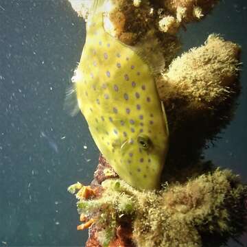 Image of Blue-finned leatherjacket