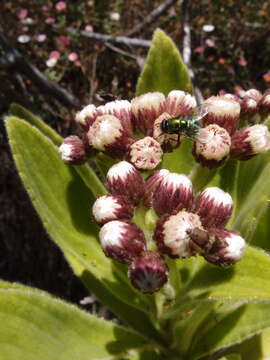 Image of Psiadia anchusifolia (Poir.) Cordem.