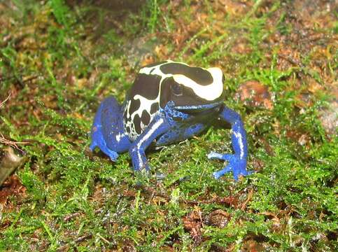 Image of Dyeing Poison Frog