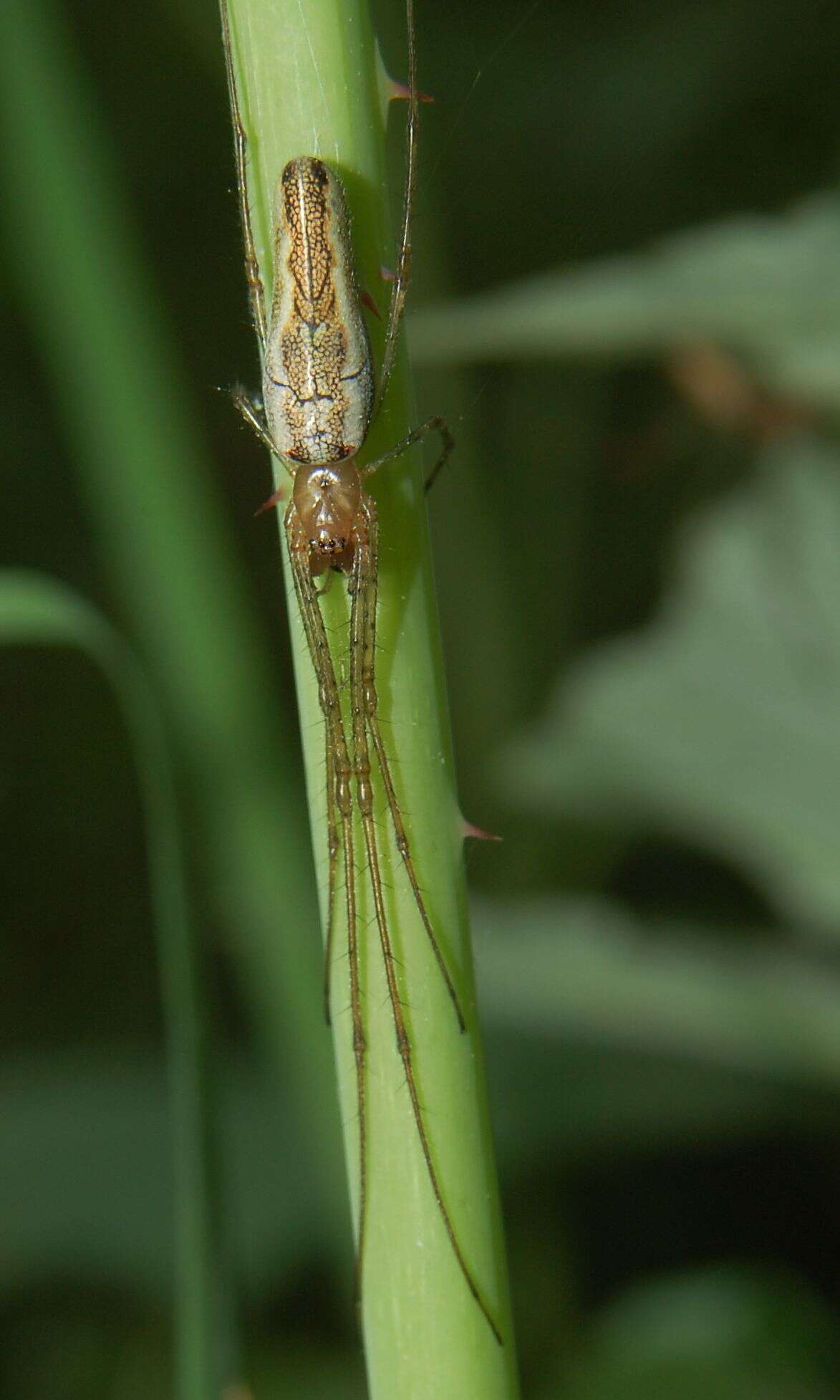 Image of Tetragnatha montana Simon 1874