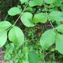 Image of Fraxinus ornus subsp. ornus