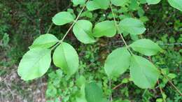 Image of Fraxinus ornus subsp. ornus