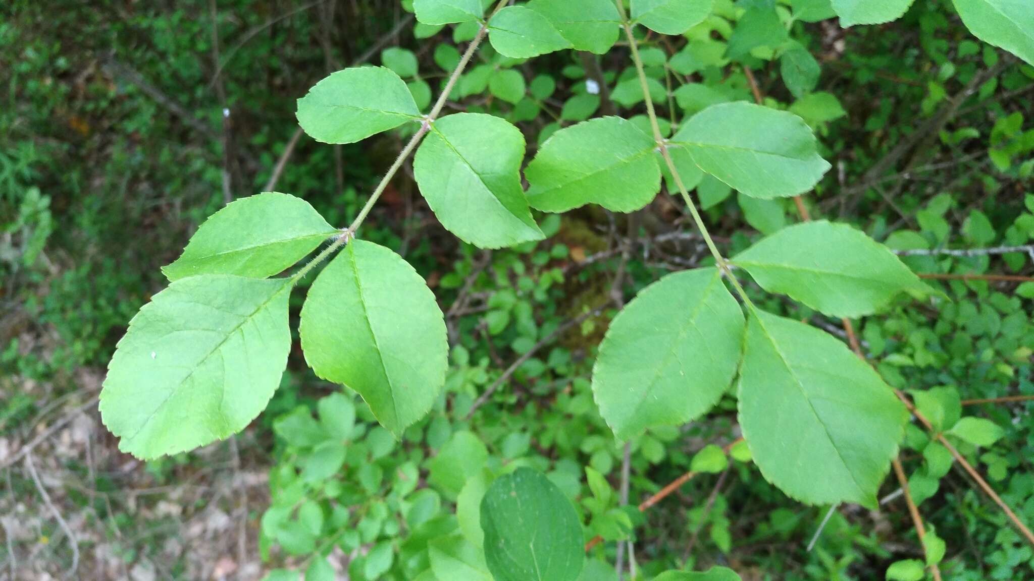 Image of Fraxinus ornus subsp. ornus