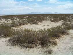 Image of creosote bush