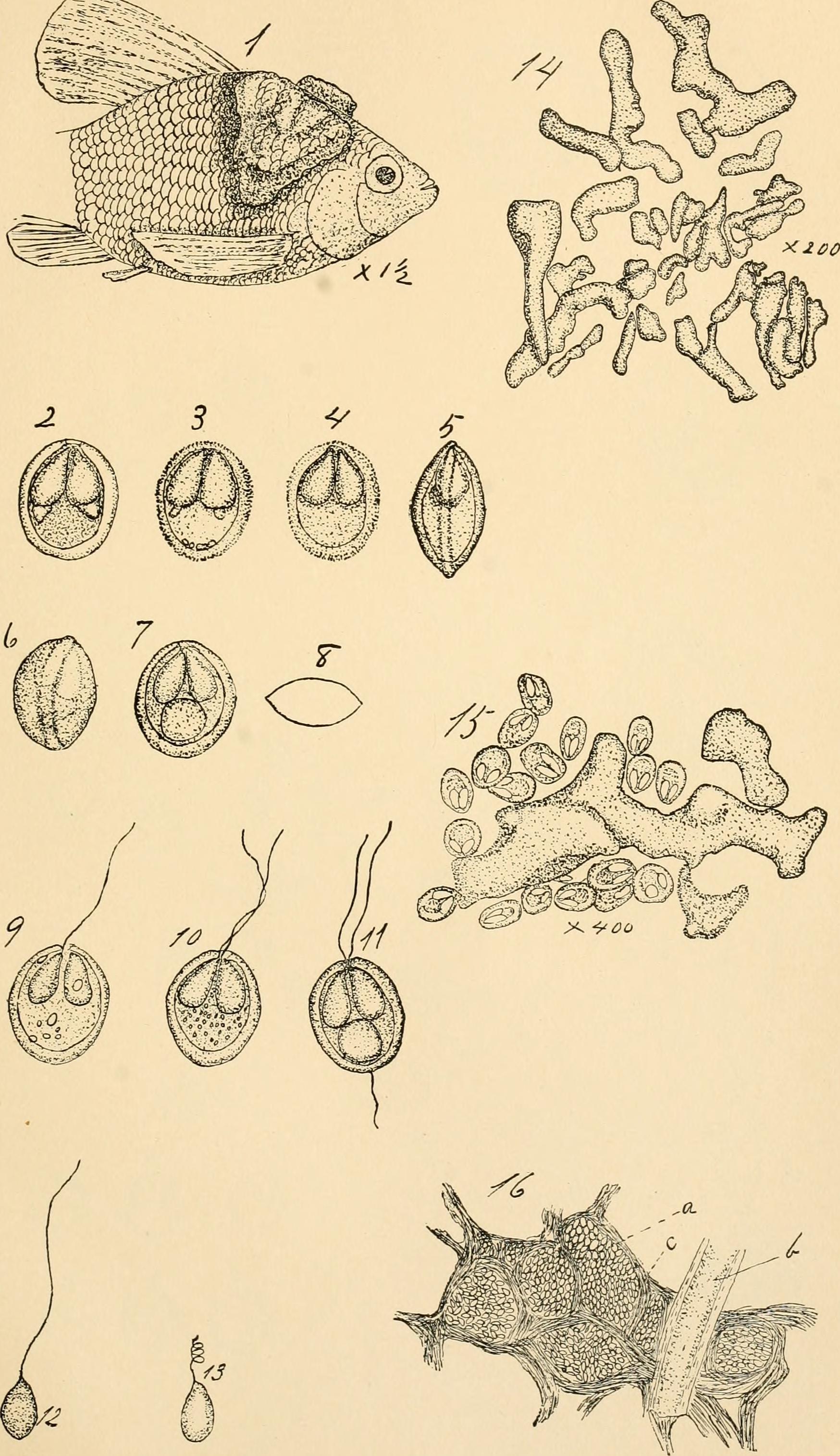 Image of myxosporean parasites