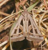 Image of Callistege diagonalis Dyar 1898