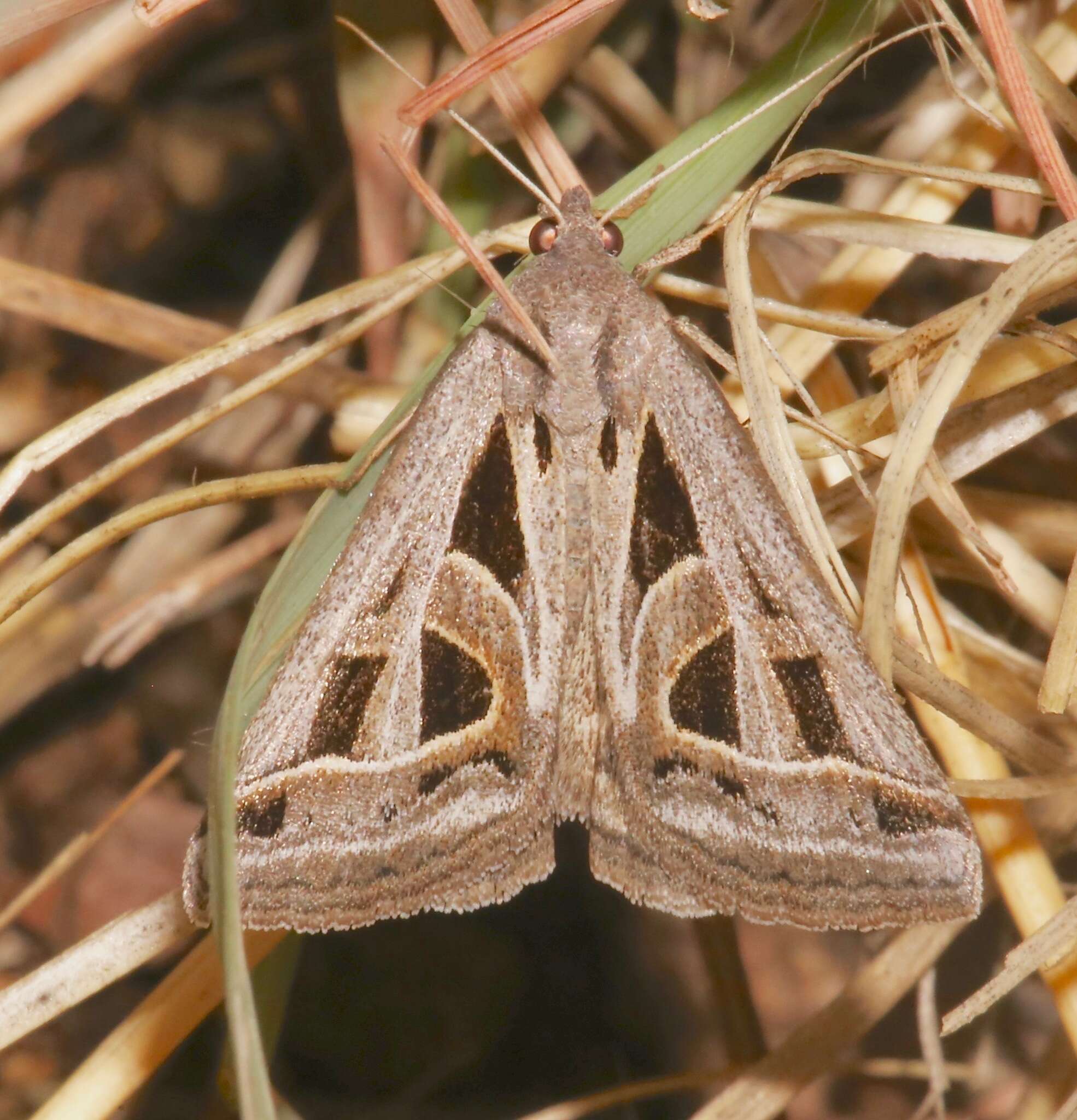 Image of Callistege diagonalis Dyar 1898