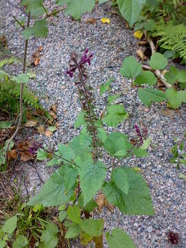 Image of hedge nettle