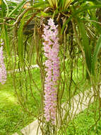 Imagem de Rhynchostylis retusa (L.) Blume