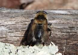 Image of Criorhina verbosa (Walker 1849)