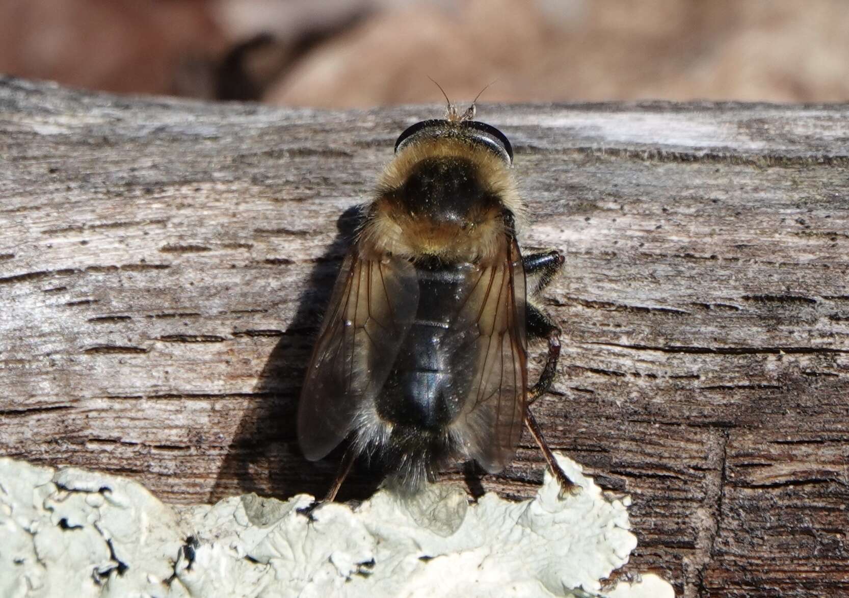 Image de Criorhina verbosa (Walker 1849)