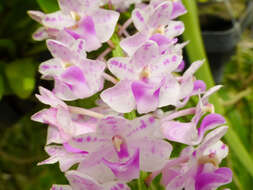 Слика од Rhynchostylis retusa (L.) Blume