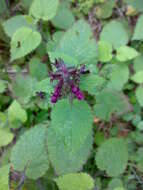 Image of hedge nettle