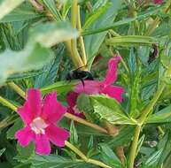 Image of Xylocopa tabaniformis orpifex Smith 1874