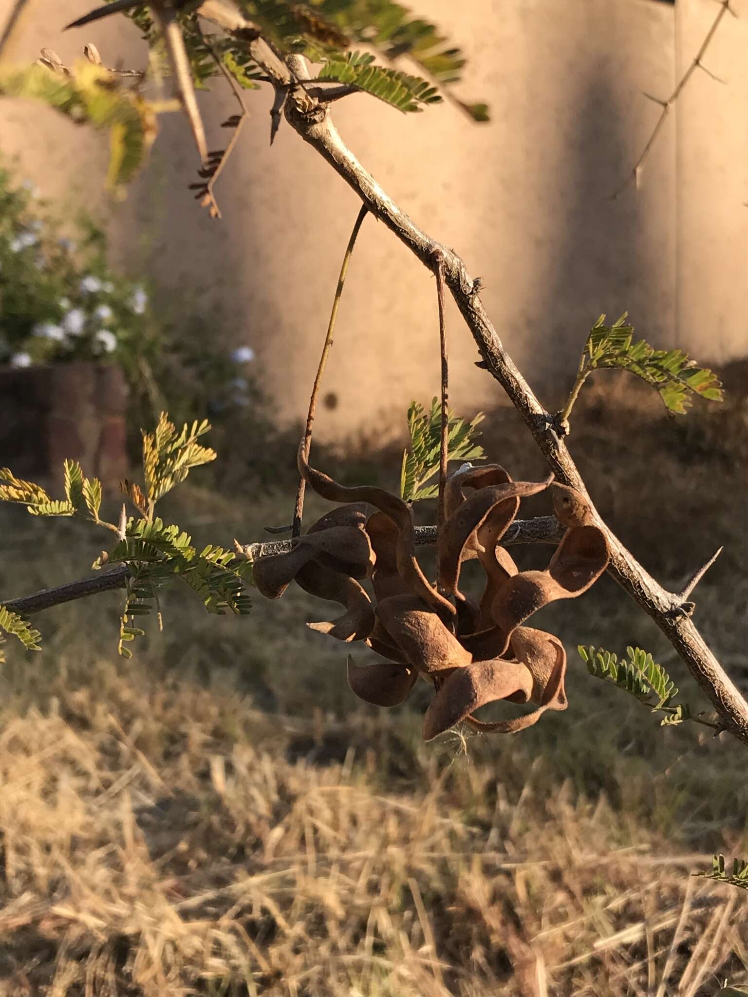 Слика од Dichrostachys cinerea subsp. africana Brenan & Brummitt