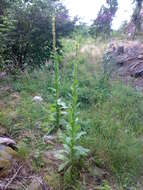 Image of Great Mullein