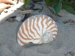 Nautilus pompilius Linnaeus 1758 resmi