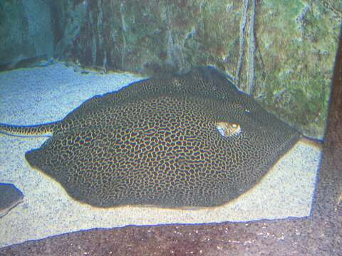 Image of Honeycomb Stingray