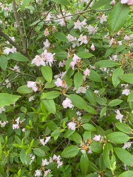 Rhododendron minus Michx.的圖片