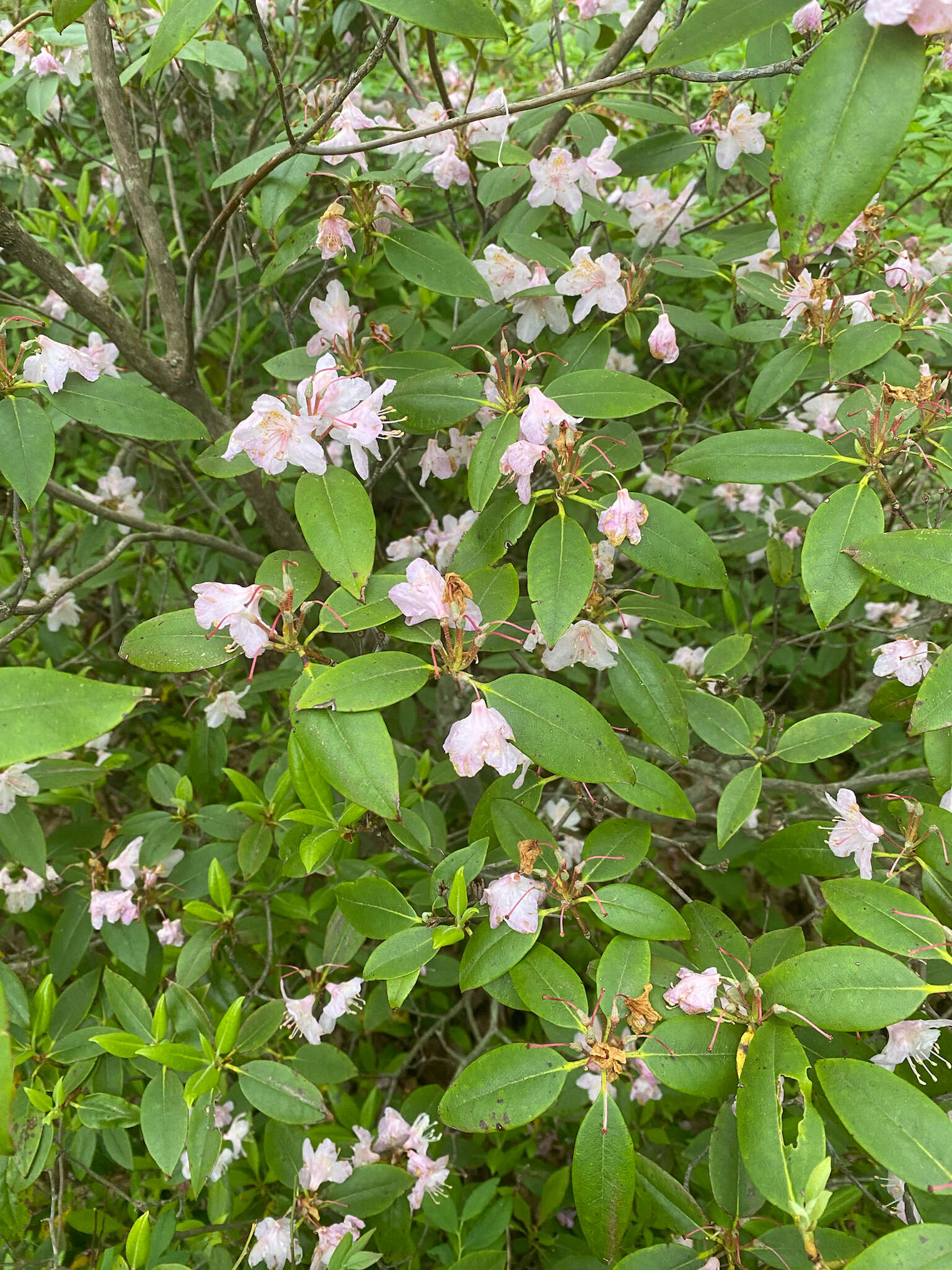 Plancia ëd Rhododendron minus Michx.