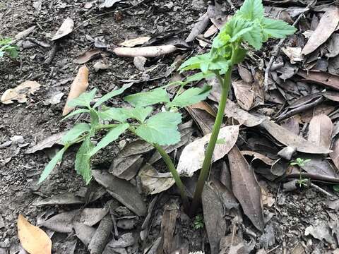 Image of California angelica