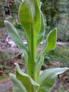 Image of Great Mullein