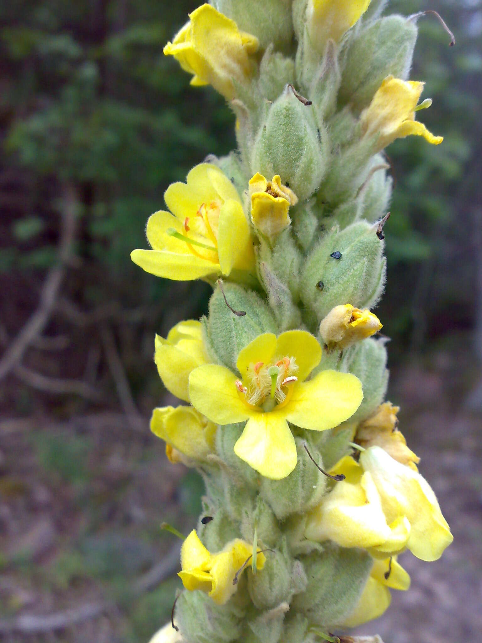 Image of Great Mullein