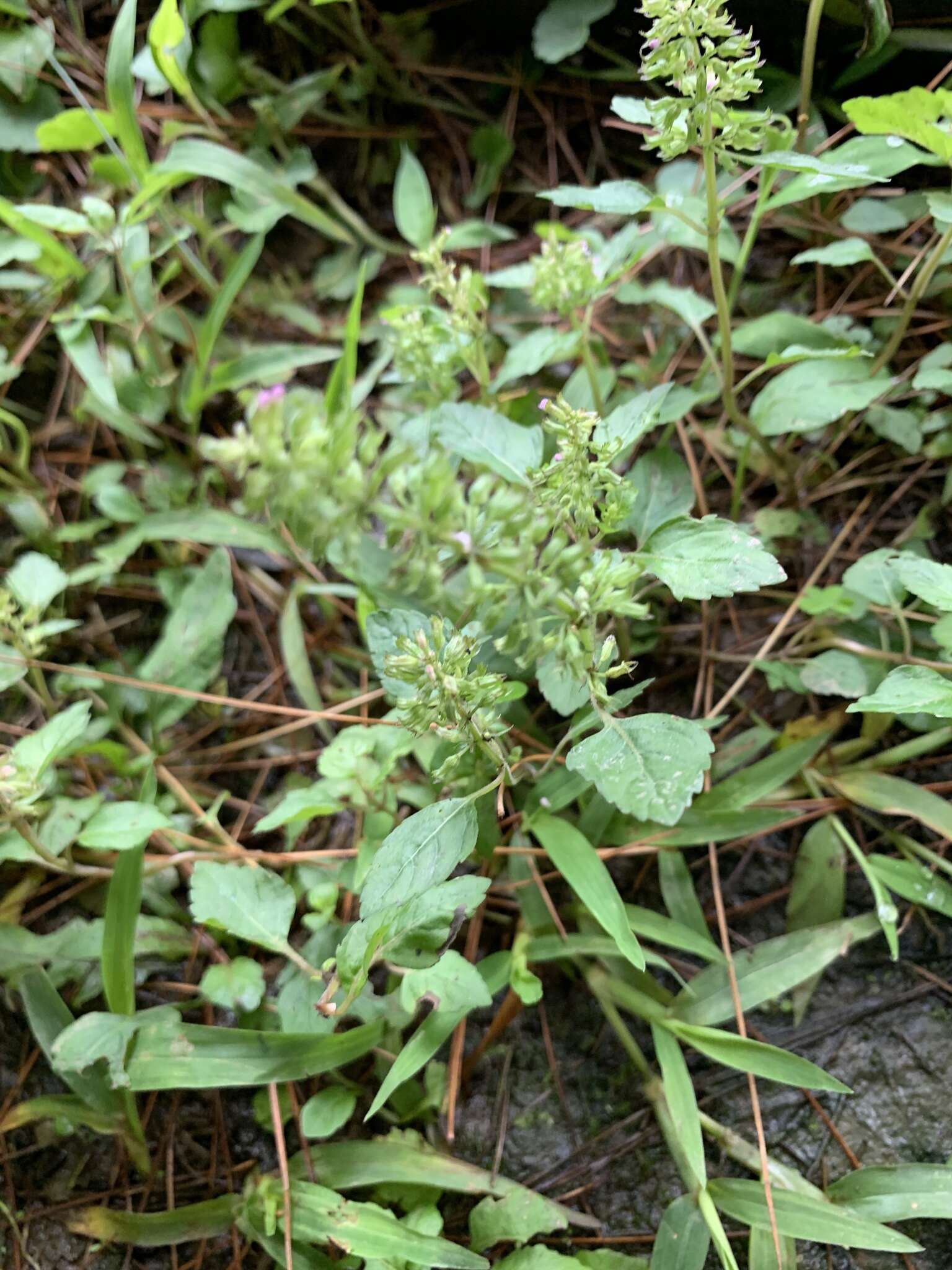 Image de Clinopodium gracile (Benth.) Kuntze