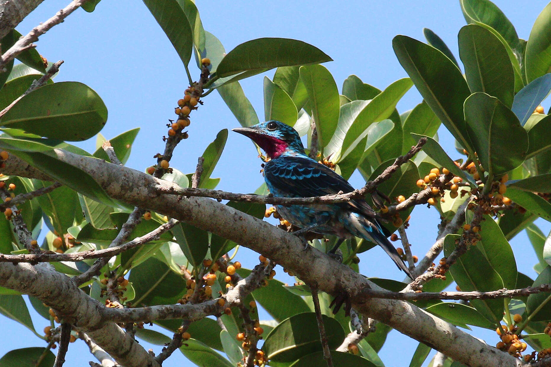 Image of Spangled Cotinga