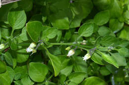 Image of lily of the valley vine