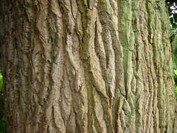 Image of Black Poplar