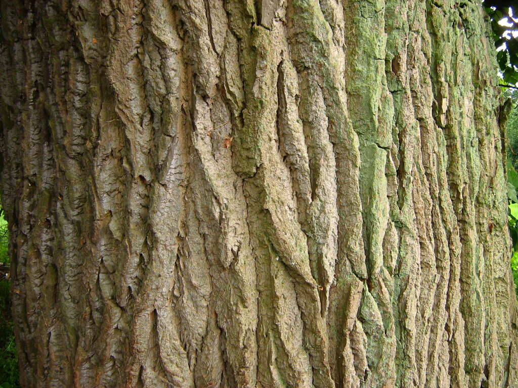 Image of Black Poplar