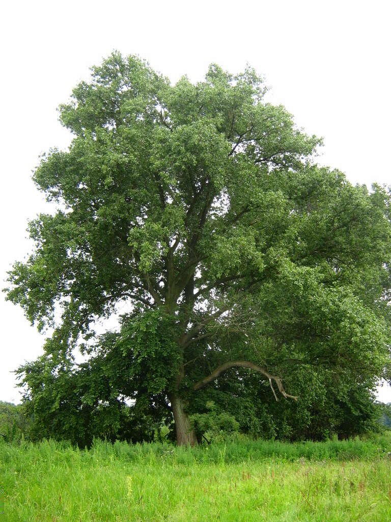 Image of Black Poplar