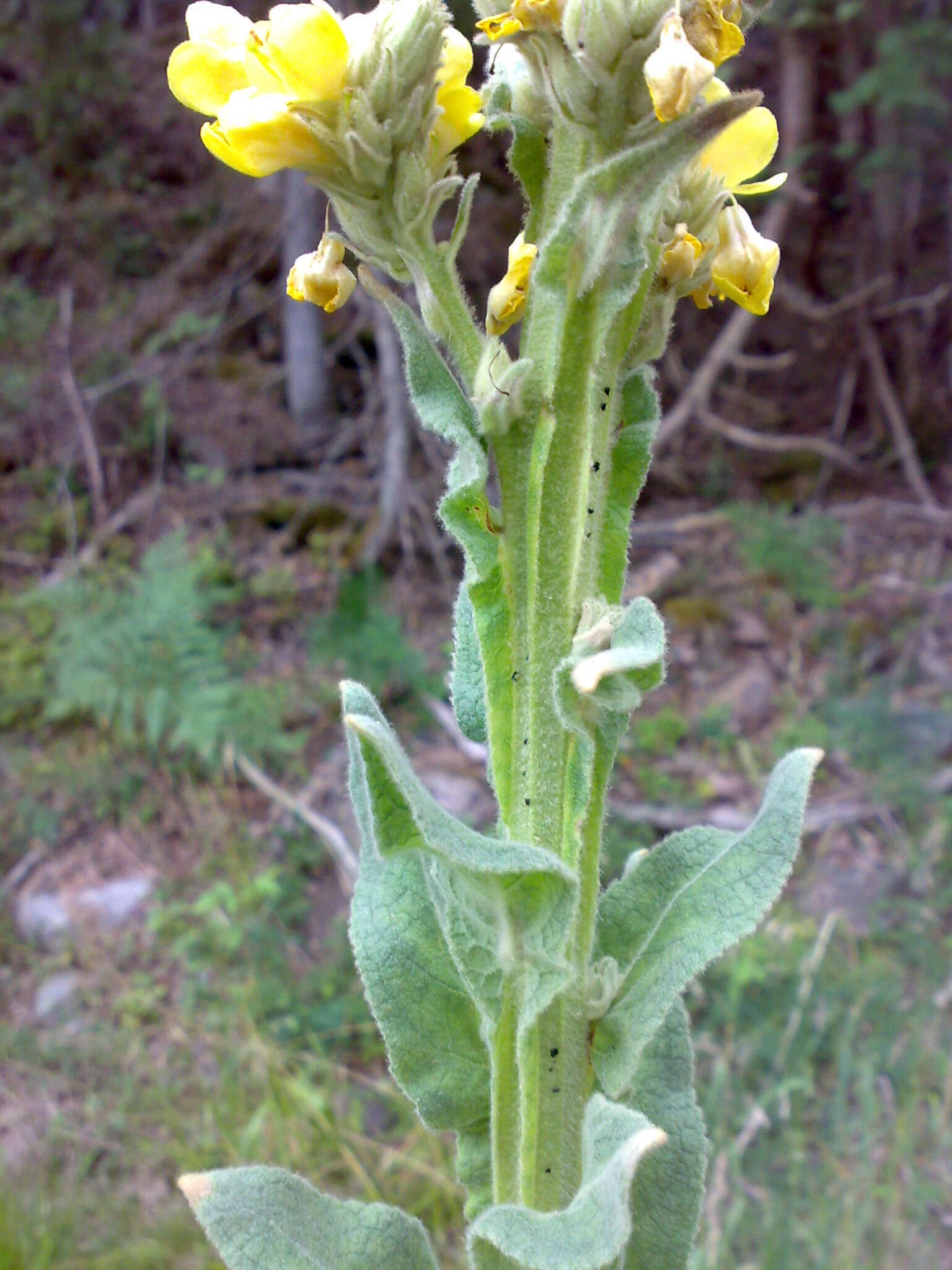 Image of Great Mullein