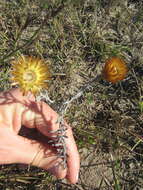 Image of Monkey-tail everlasting