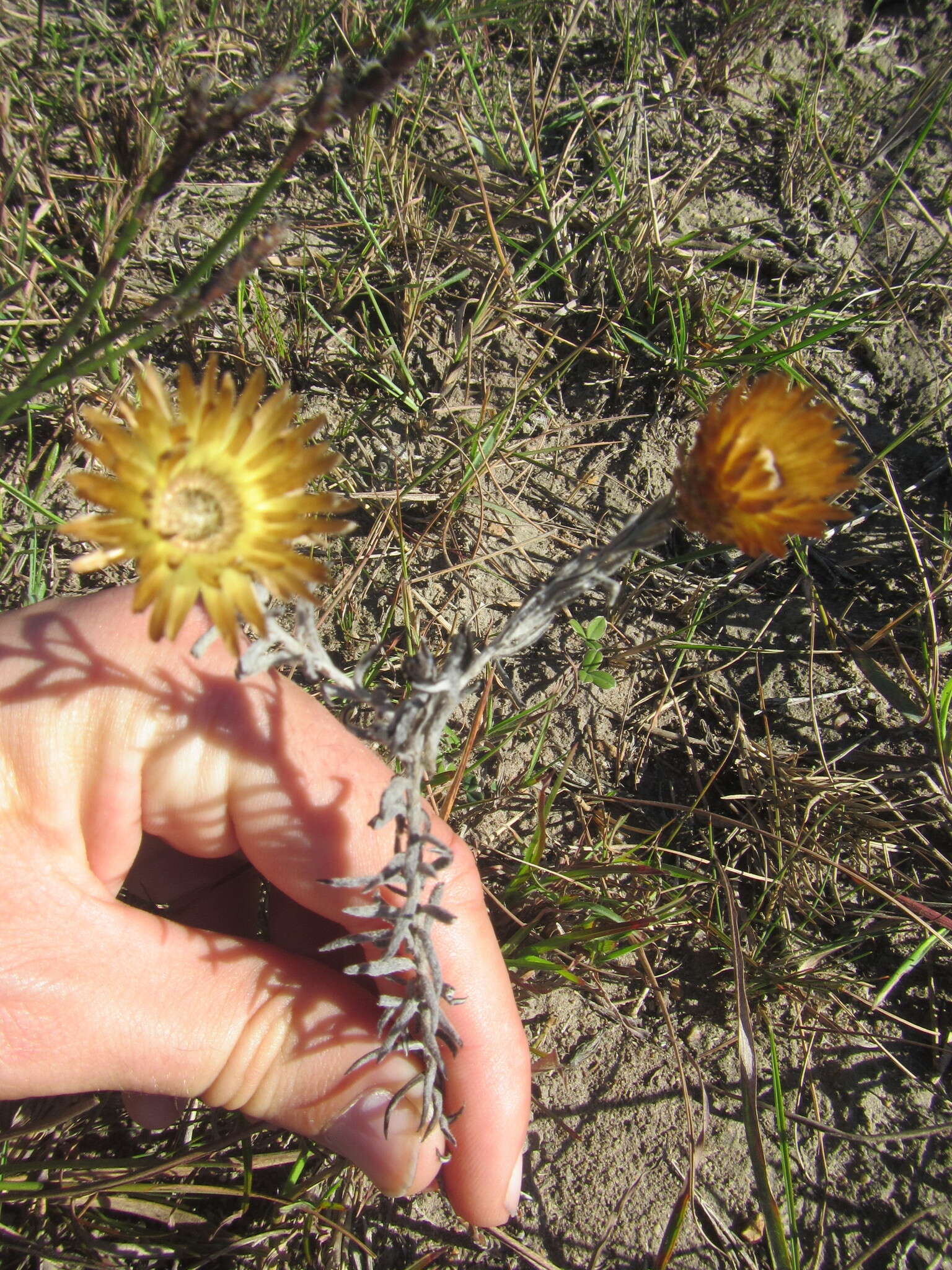 Слика од Helichrysum herbaceum (Andr.) Sw.