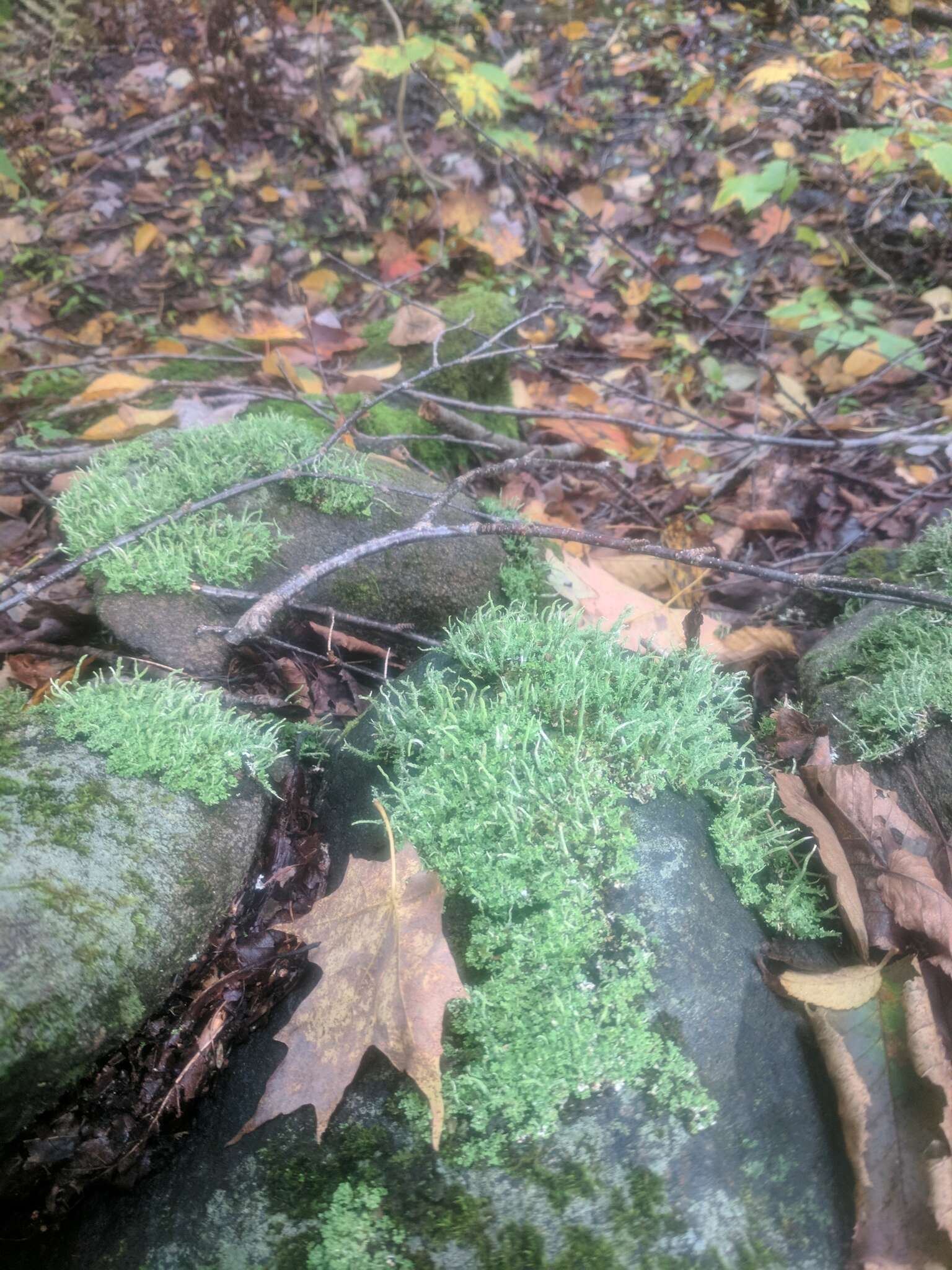 Image de Cladonia ochrochlora Flörke